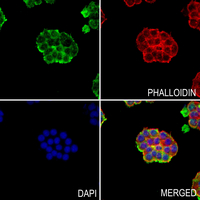 3 - Anti-Osteocalcin Antibody AP60231