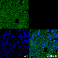 19 - Anti-Osteocalcin Antibody AP60231