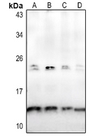 1 - Anti-Osteocalcin Antibody AP60231