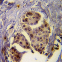 19 - Anti-CD292 Antibody AP60232