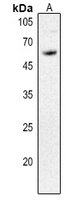1 - Anti-CD292 Antibody AP60232