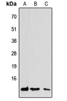 1 - Anti-CCL7 Antibody AP60237