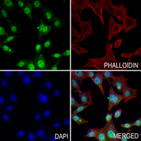 3 - Anti-CD274 Antibody AP60240