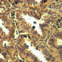 19 - Anti-CD274 Antibody AP60240