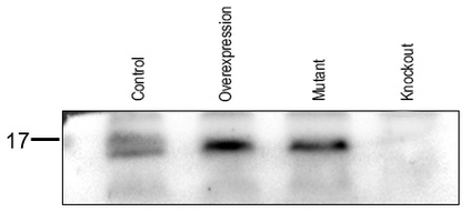 1 - Anti-CDK2AP1 Antibody AP60245