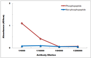 10 - Anti-CDK5 (Phospho-Y15) Antibody AP60246