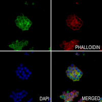 3 - Anti-CHRM1 Antibody AP60251