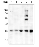 1 - Anti-CHRM1 Antibody AP60251