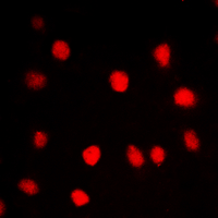 3 - Anti-CLK1 Antibody AP60252