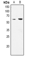 1 - Anti-CLK1 Antibody AP60252