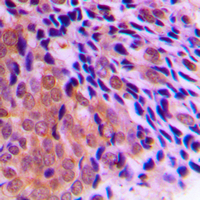 19 - Anti-CLOCK Antibody AP60253