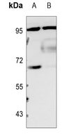 1 - Anti-CLOCK Antibody AP60253
