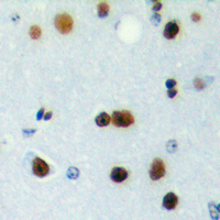 19 - Anti-ICER Antibody AP60256
