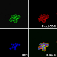 3 - Anti-Cystatin C Antibody AP60258