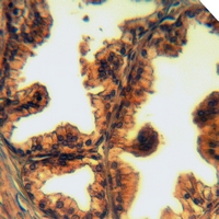 19 - Anti-Cystatin C Antibody AP60258
