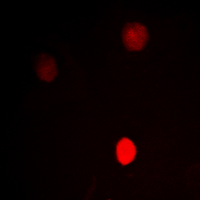 3 - Anti-CTBP1 Antibody AP60259