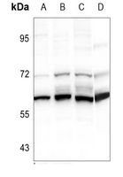 1 - Anti-Cytochrome P450 2S1 Antibody AP60261