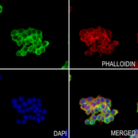 3 - Anti-DBI Antibody AP60262