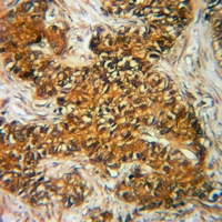 19 - Anti-DBI Antibody AP60262