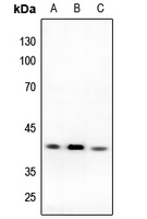 1 - Anti-DFF40 Antibody AP60265