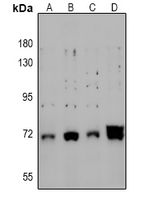1 - Anti-CRMP2 (Phospho-S522) Antibody AP60268
