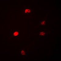 3 - Anti-DUSP22 Antibody AP60269