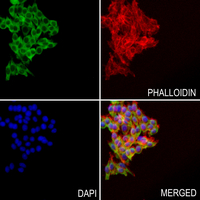 3 - Anti-DYNLL2 Antibody AP60270