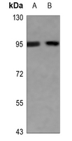 1 - Anti-EEF2 (Phospho-T56) Antibody AP60272