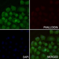3 - Anti-EIF1 Antibody AP60274