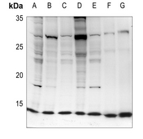 1 - Anti-EIF1 Antibody AP60274