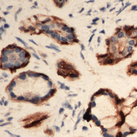 19 - Anti-EIF3L Antibody AP60275