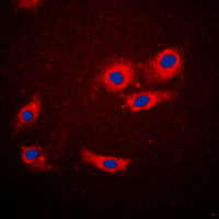 3 - Anti-4EBP1 Antibody AP60276