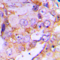 19 - Anti-4EBP1 Antibody AP60276