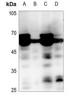 1 - Anti-MEN Antibody AP60277