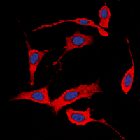 3 - Anti-HER4 (Phospho-Y1284) Antibody AP60278
