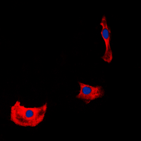 3 - Anti-HER4 Antibody AP60279