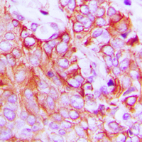 19 - Anti-HER4 Antibody AP60279