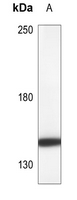 1 - Anti-HER4 Antibody AP60279