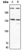 1 - Anti-ERCC5 Antibody AP60280