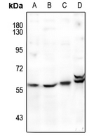 1 - Anti-FOXD3 Antibody AP60286