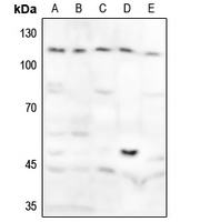 1 - Anti-GAB1 (Phospho-Y627) Antibody AP60288