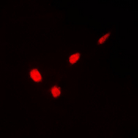 3 - Anti-GATA1 (Phospho-S310) Antibody AP60290