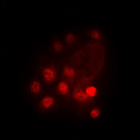 3 - Anti-GATA3 (Phospho-S308) Antibody AP60291