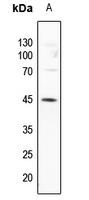 1 - Anti-GATA3 (Phospho-S308) Antibody AP60291