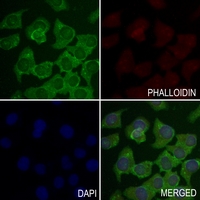 3 - Anti-GBA3 Antibody AP60292