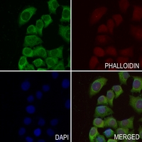 3 - Anti-GCLM Antibody AP60293