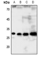 1 - Anti-GCLM Antibody AP60293