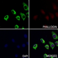 3 - Anti-Connexin 46 Antibody AP60295