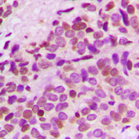 19 - Anti-GNL3L Antibody AP60297