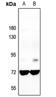 1 - Anti-GNL3L Antibody AP60297